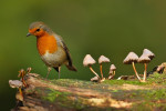 Roodborst (Erithacus rubecula), Ermelo